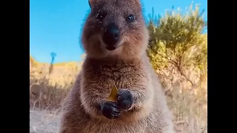 Cute funny Quokka -130