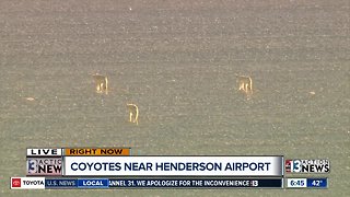 Coyotes near Henderson airport