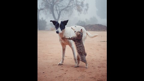 DOG VS CAT IN A KUNGFU FIGHT - NEW TRENDING VIDEO