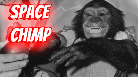 Meet Ham the Chimp The Space Chimp