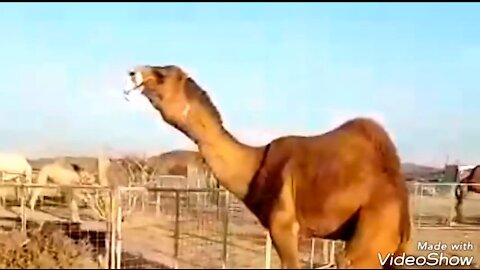 See what the camel does