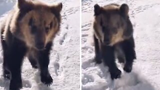 Excited bear cub adorably plays in the snow for the first time