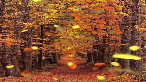 Fall leaves carpet the ground with their cheerful colors as they scatter under the warm sun.