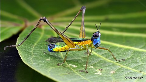 Colorful Monkey Grasshopper from the Amazon rainforest of Ecuador