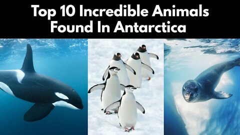 Top 10 Incredible Animals Found In Antarctica