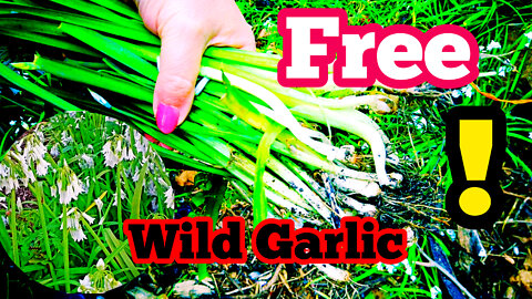 Lets Forage some Wild Edibles | Three Corner Leek | Wild Garlic | Allium Triquetrum