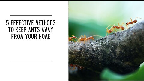 5 Effective Methods To Keep Ants Away From Your Home