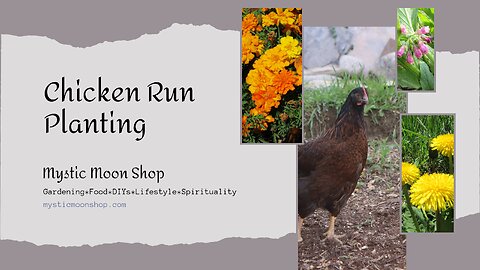 Having A GREEN Chicken Run Is The Goal!