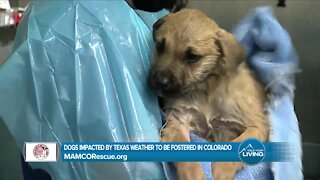 Fostering Pets Impacted By Weather // MAMCORescue.org