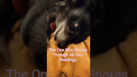 Meet Larry ♥️ The One Who Snores Through All Your Readings