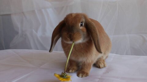 Cute bunny eating dandelion flowers
