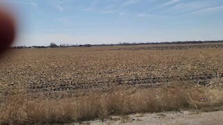 Sandhill Crane Migration