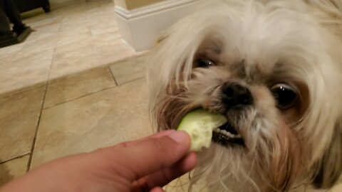 So ugly he is cute! Buu likes cucumbers!! He likes nothing normally.
