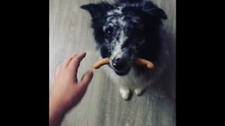 Good boy holding a sausage like a champ
