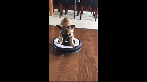 French Bulldog puppy's thrilling ride on robot vacuum