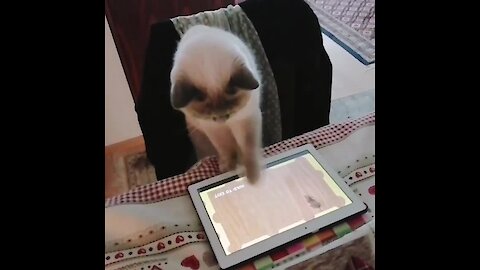 Cat Catching Mouse While Playing Tablet Game