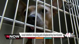 Local shelters help pets displaced by hurricanes