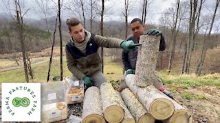 Inoculating White Oak Logs With Shiitake's