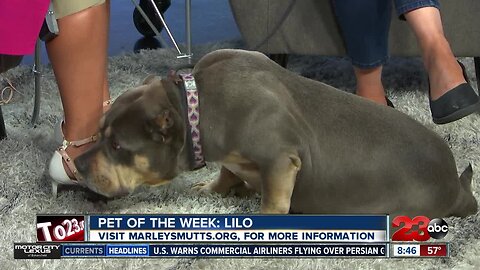 Pet of the Week: Lilo