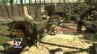 Zookeeper suffers 'lacerations and punctures' in tiger attack