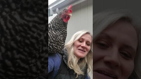 Friendly Chicken | Barred Rock Chickens | Funny Chicken Videos