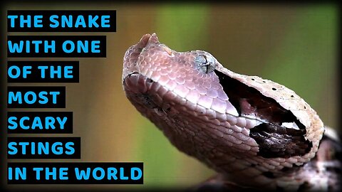 GABOON VIPER: THE SNAKE WITH ONE OF THE MOST SCARY STINGS IN THE WORLD