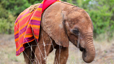 Orphan Elephant Calf Survives Predator Attack: WILDEST ANIMAL RESCUES