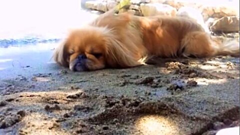 Pekingese dog is resting on the beach.