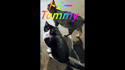 This is a tribute to Tommy. He was hit by a car. 4/9/21.これは、トミーへのオマージュです。彼は車に轢かれてしまいました。4/9/21.