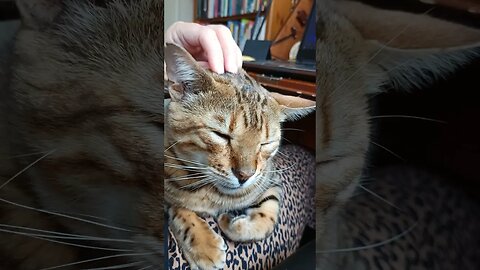 Sleepy cat massage #bengalcat #funnycatvideo
