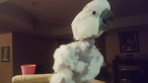 Cockatoo With A Sweet Tooth Feasts On Donut And Throws Temper Tantrum At Owner