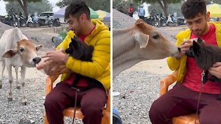 Courageous dog tries to befriend big hungry cow