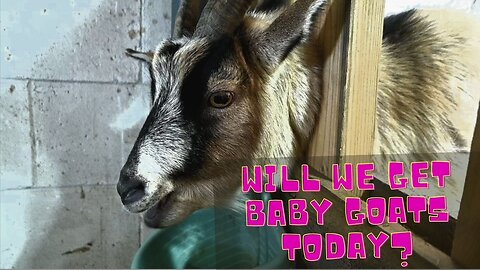 It's Her DUE Date! Will We Get Baby Goats Today?