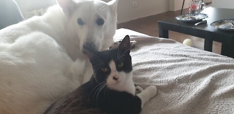 How a Cat and a White Shepherd Became Best Friends