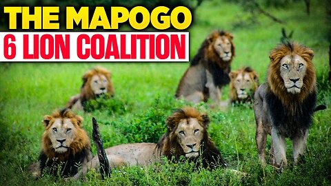 6 Mapogo Lion Coalition!