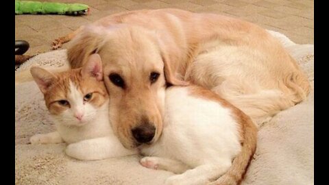 Dog VS cat Friendship video / funny and cute /