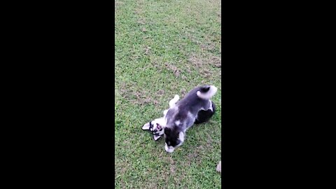 Baby huskies at play