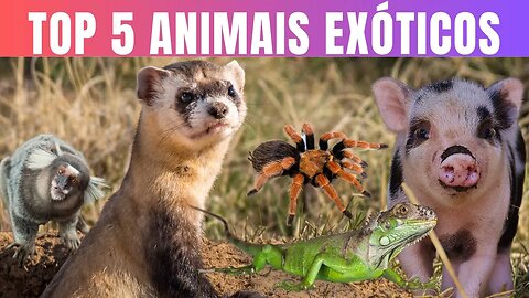 Top 5 animais exóticos para criar em casa.