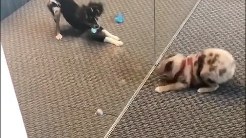Puppies mimic each other's moves from behind glass