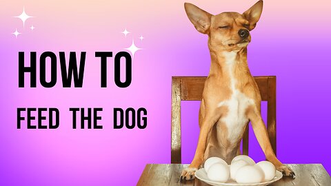 How to feed the dog - Funny dogs,