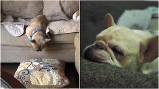 La curiosa posizione di un bulldog mentre dorme