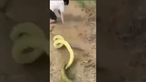 Funny snake online videos