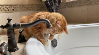 Funny Cat Loves To Catch Water From The Tap