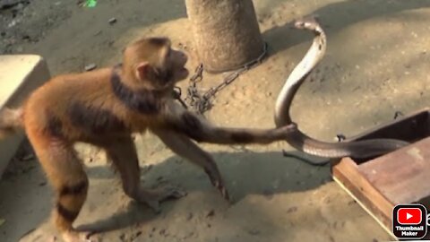 Monkey ki playing