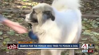 KC animal control investigating alleged attempted dog poisoning