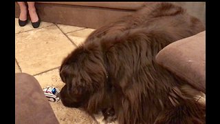 Robot Tries To Befriend Giant Newfoundland