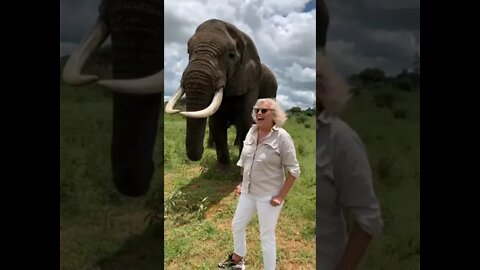 Elefante come chapéu da Turista 😅🐘 #shorts