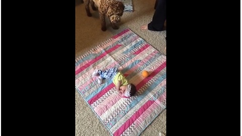 Dog wants newborn baby to play fetch with him