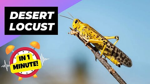 Desert Locust - In 1 Minute! 🦟 One Of The Most Dangerous Insects In The World | 1 Minute Animals