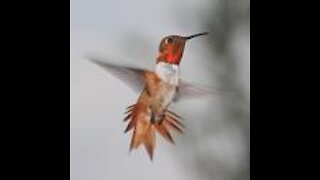 Interesting facts about Hummingbirds 3